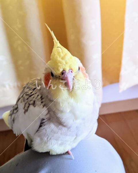 迷い鳥の写真