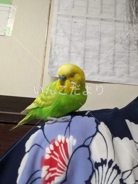 保護鳥の写真