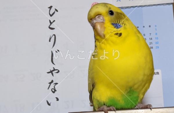 迷い鳥の写真
