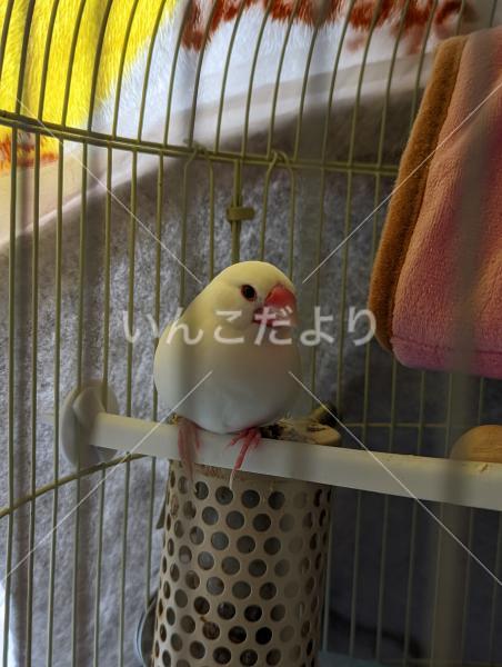 迷い鳥の写真
