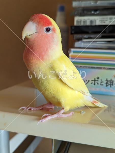 迷い鳥の写真