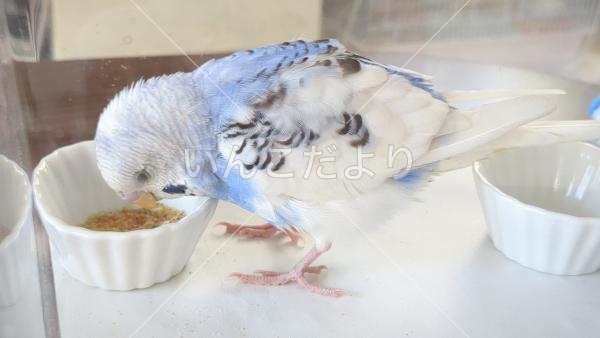 保護鳥の写真