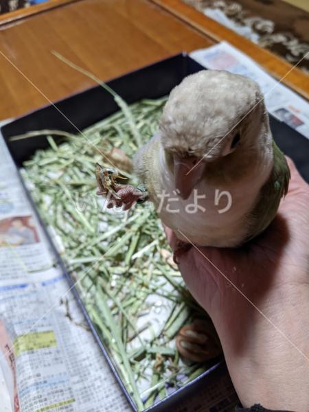 迷い鳥の写真