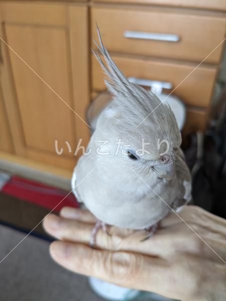 迷い鳥の写真
