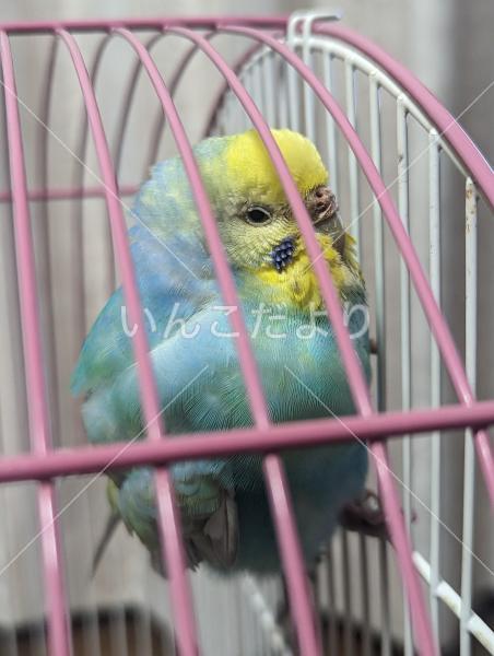保護鳥の写真