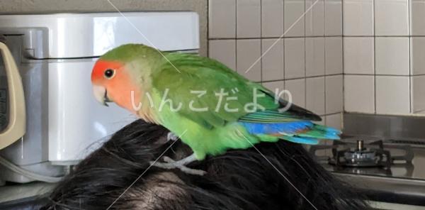 保護鳥の写真