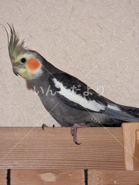 迷い鳥の写真