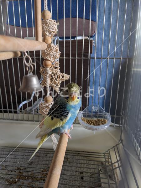 保護鳥の写真