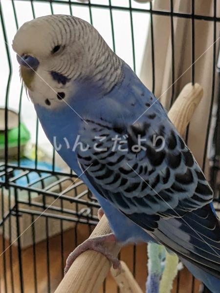 保護鳥の写真