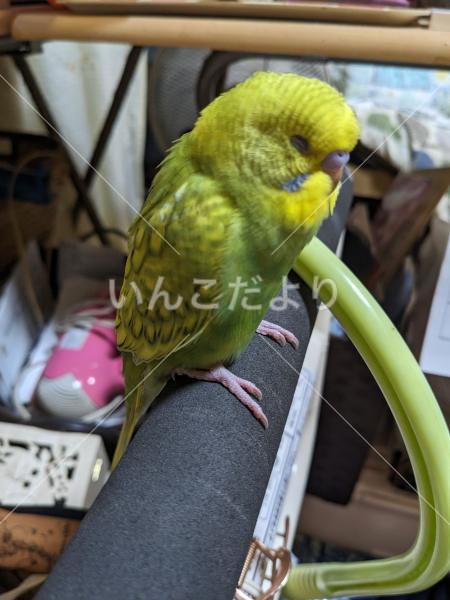 迷い鳥の写真