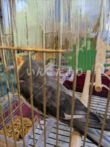 保護鳥の写真