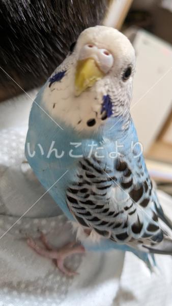 迷い鳥の写真