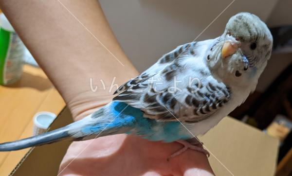 保護鳥の写真