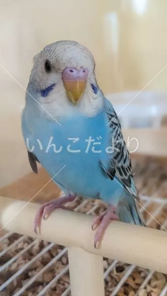 保護鳥の写真