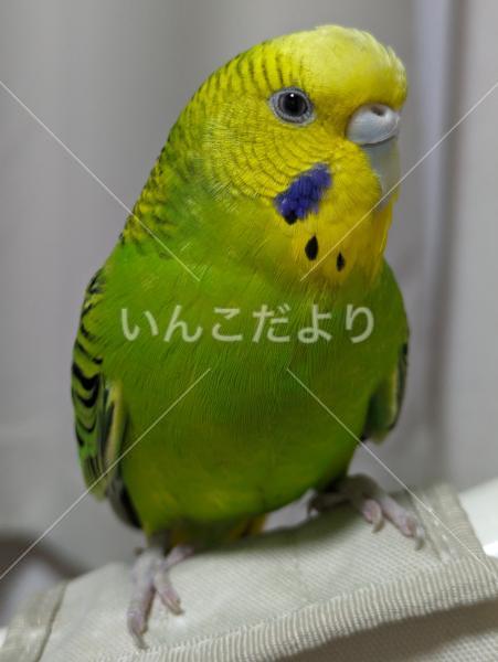 迷い鳥の写真