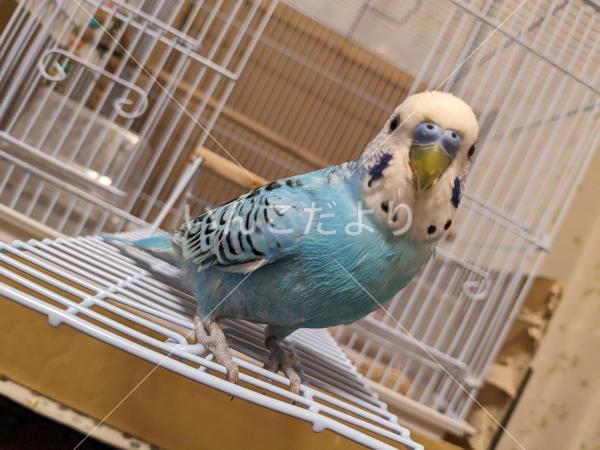 迷い鳥の写真