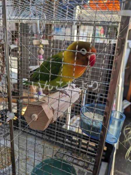 保護鳥の写真