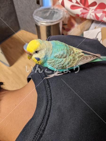 保護鳥の写真