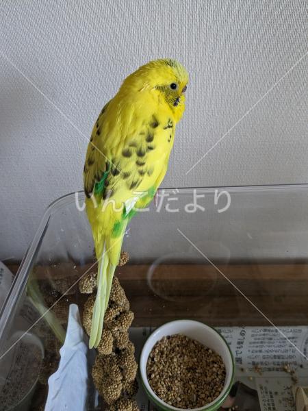 保護鳥の写真