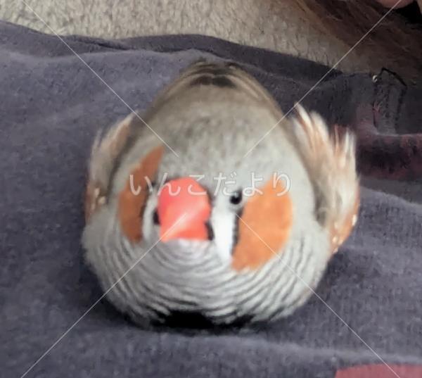 迷い鳥の写真
