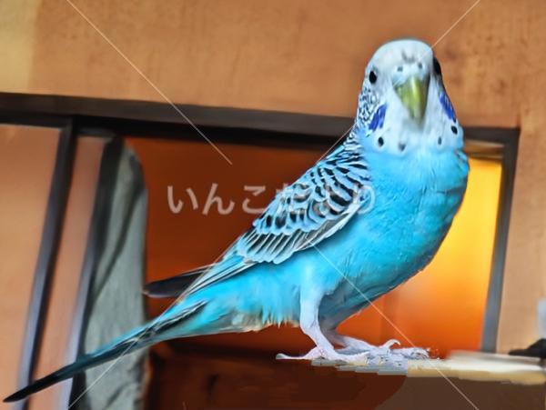 迷い鳥の写真