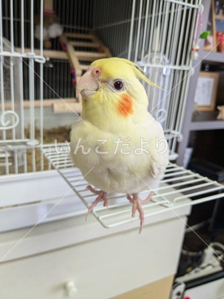 迷い鳥の写真