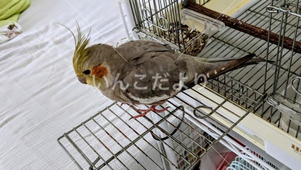 迷い鳥の写真