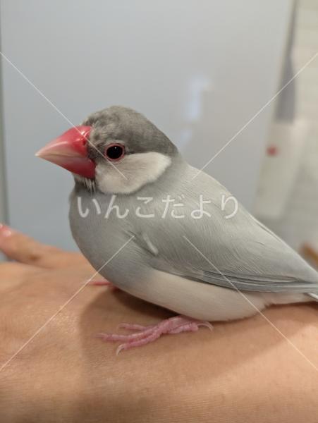 迷い鳥の写真