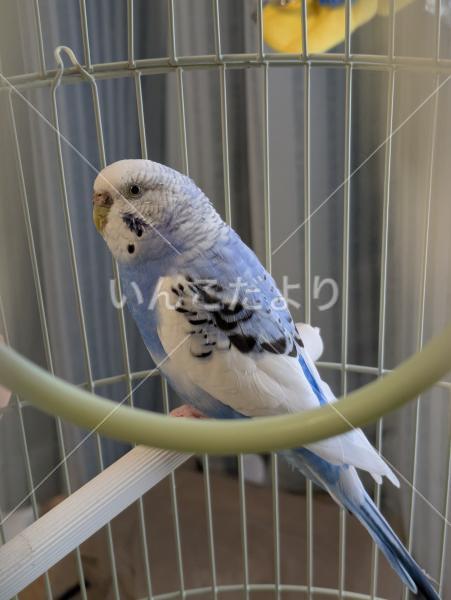 保護鳥の写真