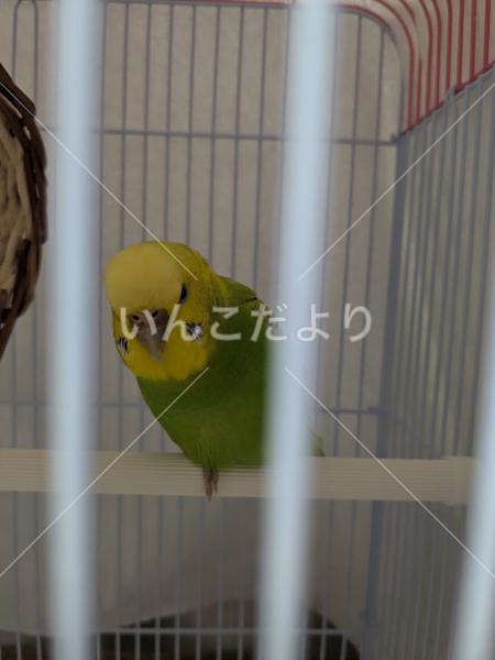 保護鳥の写真