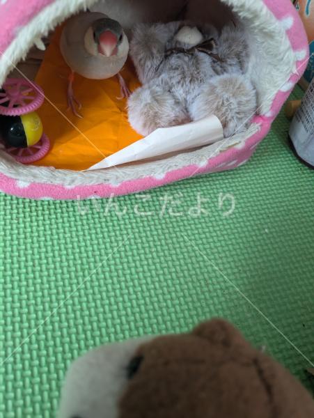 迷い鳥の写真