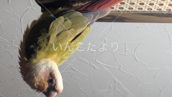 迷い鳥の写真