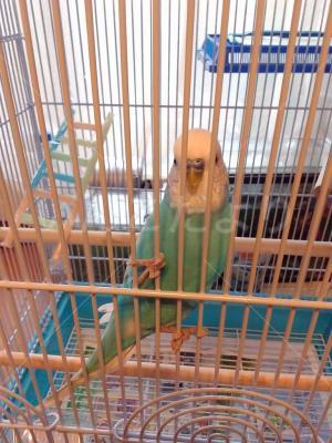 保護鳥の写真