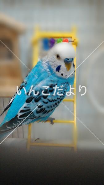 迷い鳥の写真