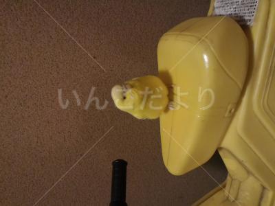 保護鳥の写真