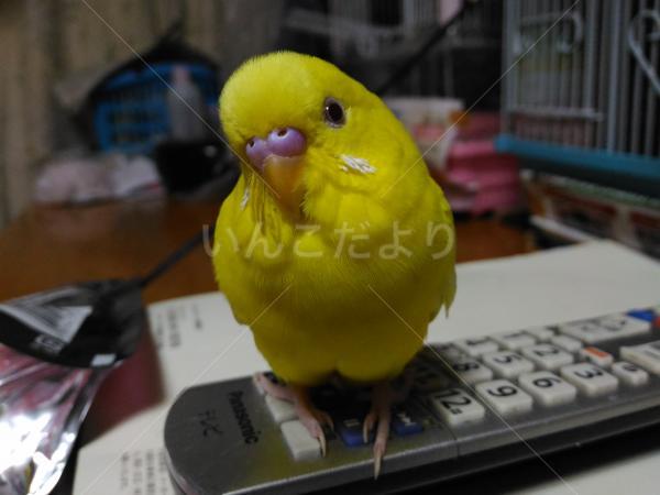 迷い鳥の写真