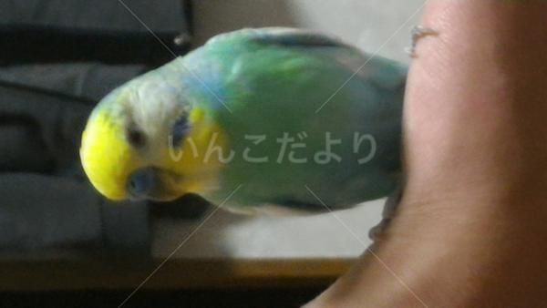 迷い鳥の写真