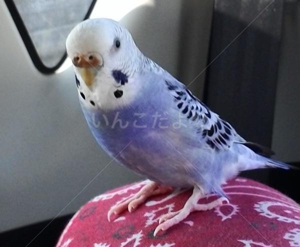 迷い鳥の写真