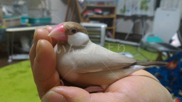 迷い鳥の写真