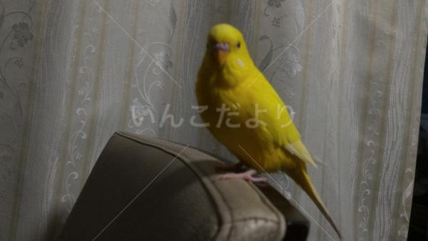 迷い鳥の写真