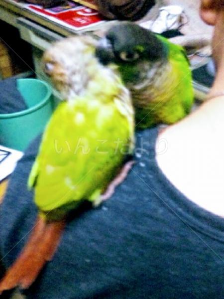 迷い鳥の写真