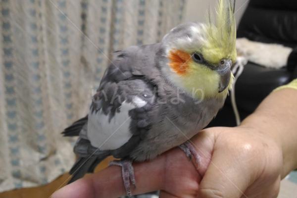 保護鳥の写真