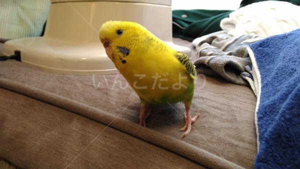 迷い鳥の写真