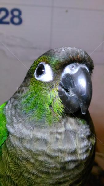 迷い鳥の写真