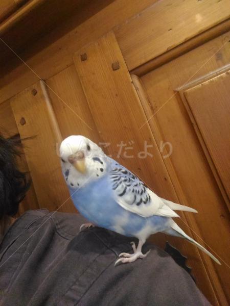 迷い鳥の写真