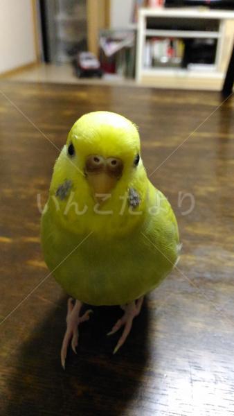 迷い鳥の写真