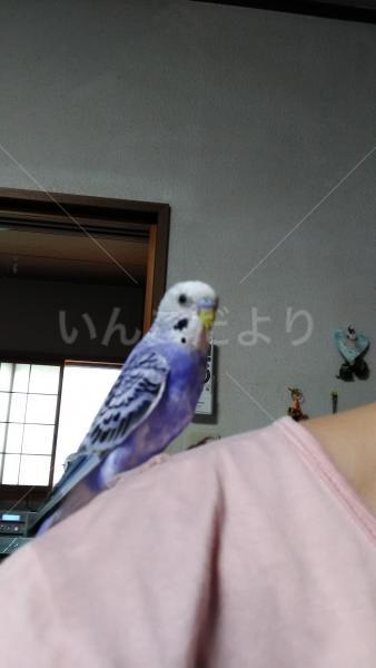 迷い鳥の写真