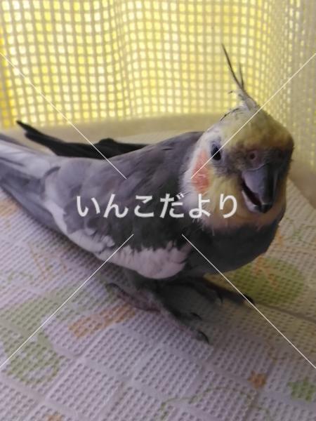 迷い鳥の写真