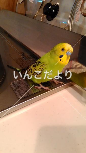 迷い鳥の写真