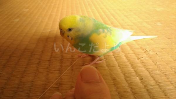 迷い鳥の写真